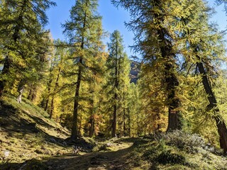 Fototapeta na wymiar larch forest the swiss alps. Fantastic autumn mood near the davos. beautiful autumn day in the mountains. blue sky