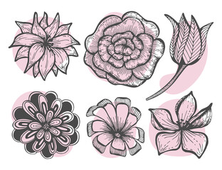Set of buds of garden flowers line art. Vector botanical illustration. Rose, chrysanthemum, tulip, daisy. Graphics with pink spots background. Isolated elements.