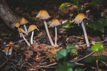 A few pale poisonous mushrooms on an autumn sunny day among withered grass.