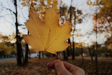Maple leaf