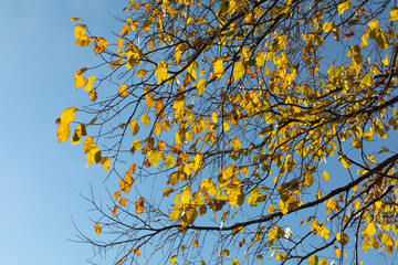 Autumn tree with yellow leaves against the blue sky. Part of the foliage fall down. Autumn season concept, copyspace
