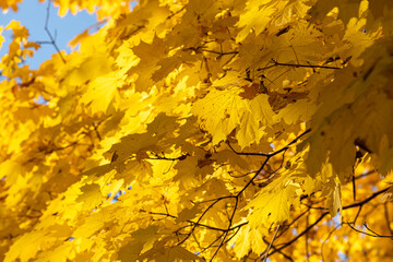 Autumn maple forest on a sunny day. The concept of autumn seasons. Indian summer