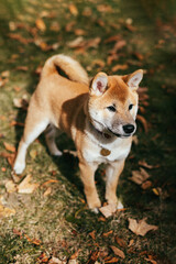 Naklejka na ściany i meble Happy puppy Shiba Inu walking in the autumn park.