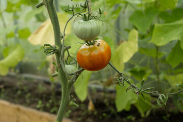 Obraz premium Red and green tomatoes hang on a branch in the greenhouse