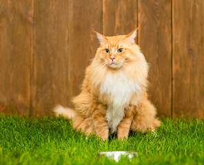 Naklejka na ściany i meble Adult maine coon cat sits with empty bowl on green summer grass