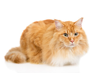 Portrait of a adult maine coon cat. Isolated on white background