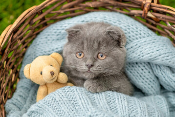 Fototapeta na wymiar Sad kitten hugs favorite toy bear inside a basket. Top dow view