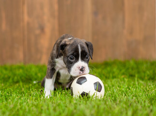 German Boxer puppy sits with a soccer ball on green summer grass