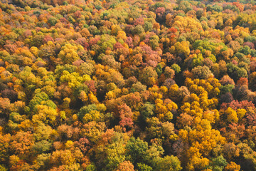 Fototapeta na wymiar Beautiful aerial fall trees. Top view on autumn deciduous forest in yellow and orange colors. Aerial view of forest during calm autumn day. Colourful autumn colours in forest spits