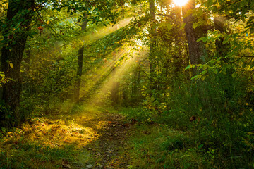 Green forest with path or hiking trail in the early morning with rays of light