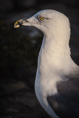 Gabbiano