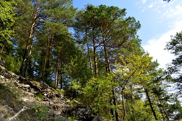 Fototapeta premium trees grow on a rock