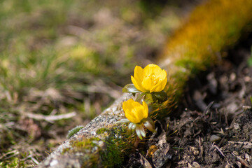 Fototapete bei efototapeten.de bestellen   