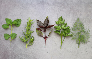 Green herbs on a gray background. Mint, parsley, dill, basil, tarragon. Herbal condiments for cooking. Seasonings for a healthy kitchen