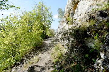Fototapeta na wymiar trees grow on a rock