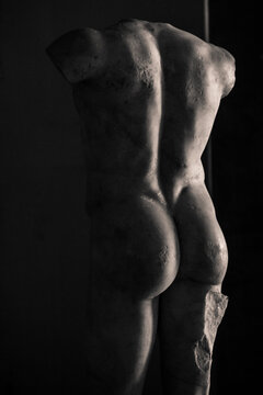 Torso