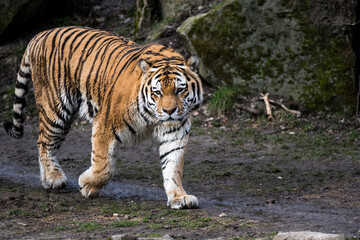 Fototapeta na wymiar walking tiger