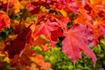 Herbstliche Entdeckungstour entlang der prachtvollen Hörselberge bei Eisenach - Thüringen