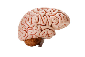 Human brain on a white background. 3d vector illustration