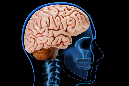 Human brain on the background of an x-ray. 3d vector illustration