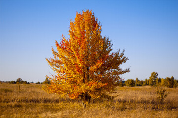 Lonely beautiful autumn tree. Autumn landscape.