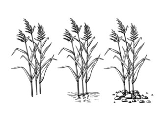 Black reeds sketch set in vintage style. Vector retro illustration element. Spring floral nature background vector.