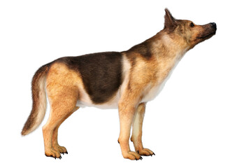 3D Rendering German Shepherd on White