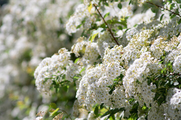 little white flower bush