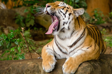 tired tiger