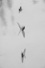 Hojas en el agua reflejo arte blanco y negro  © Poolbaroo