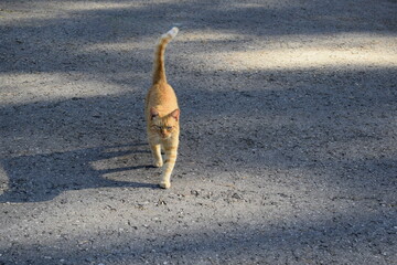 a red-haired cat walks in the park