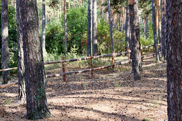 wooden fence in a pine foreston a sunny day
