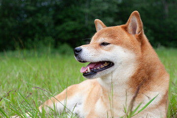 Japanese red-haired dog lies in the grass. Happy pet is resting in the summer.