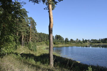lake in forest