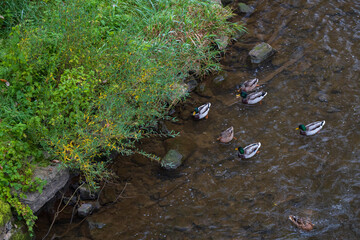Ducks on the edge of the river