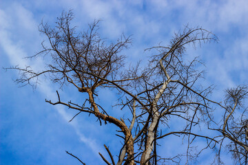 Treetops under a cloudy blue sky. sunny day