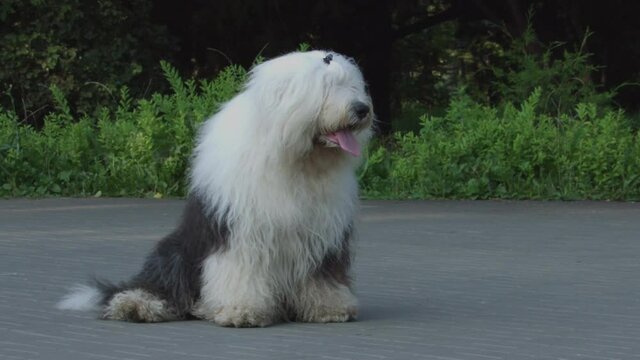 White and grey Old English Sheepdog standing. Portrait