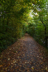 Path through the forest
