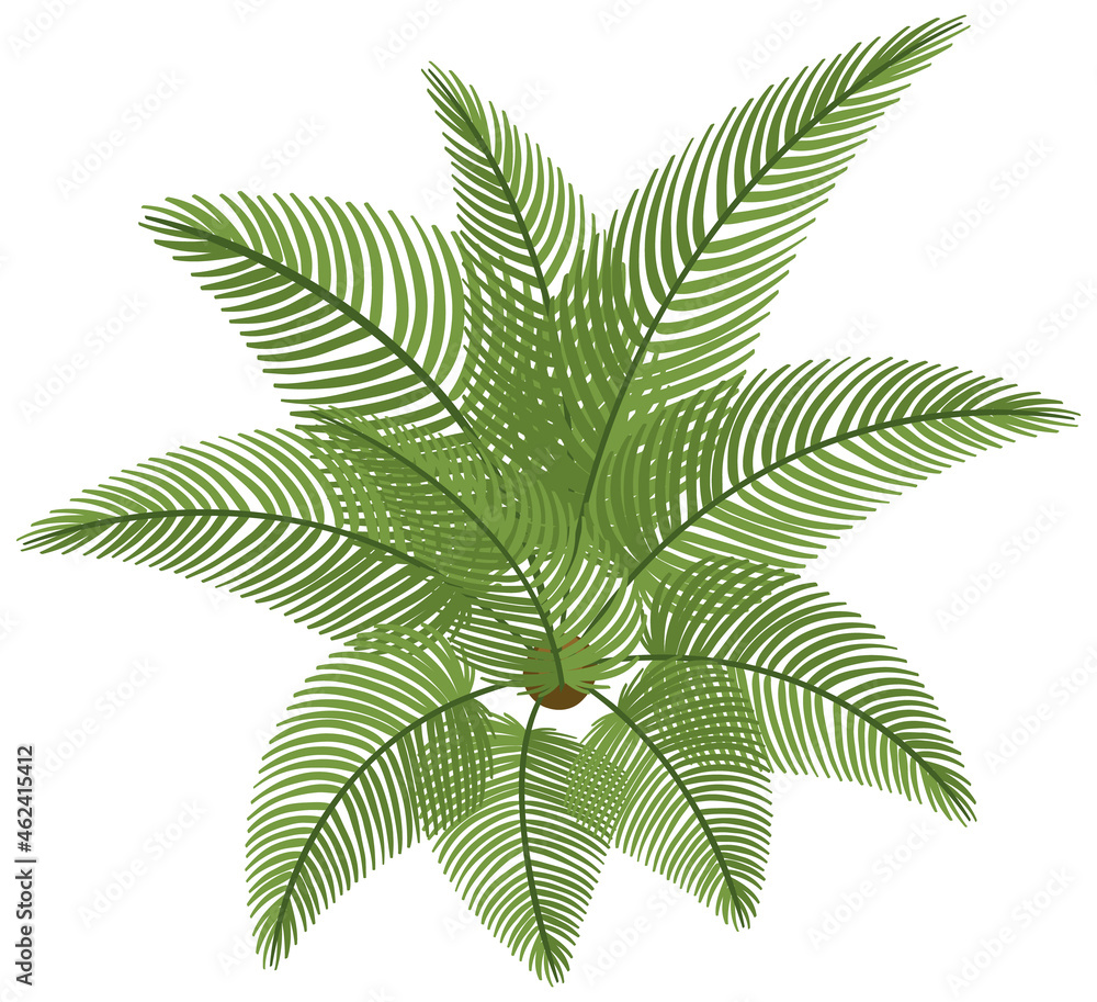 Wall mural top view of cycad isolated on white background