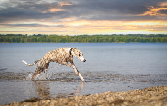 Überwindung-, wasserscheuer Windhund (Whippet) springt in einem See aus dem Wasser an Land