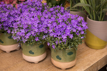 Springtime blooming potted Campanula muralis flowers or violet bellflowers on a shelf in a flower shop.
