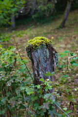 Clump of moss growing on a fence post