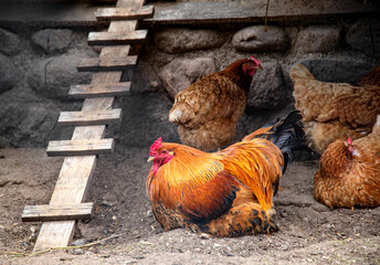 Beautiful orange rooster and chickens in a rustic chicken coop. Natural eggs and chicken meat concept, farming, background