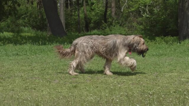 Briard dog with long hair. French shepherd dog is running on the grass