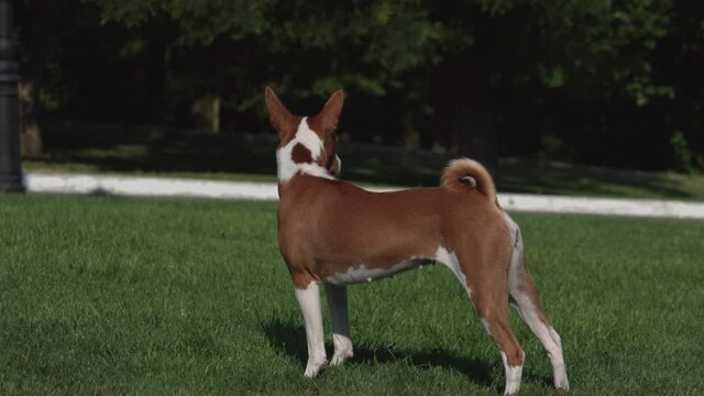 Close up on cute basenji dog is stands on a green lawn.