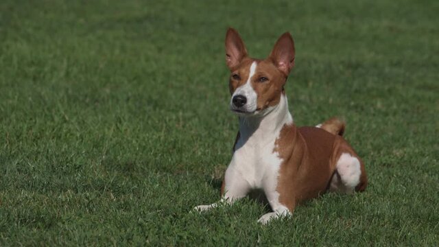 Close up on cute basenji dog is lies on a green lawn.