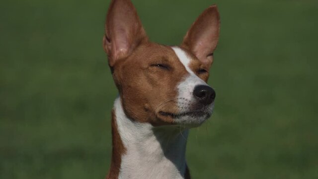 Close up on cute basenji dog is sitting on a green lawn.