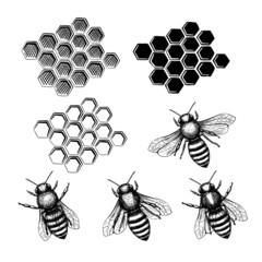 Bee and homeycomb set in sketch style on black background. Nature vector vintage illustration design element set. Hand draw.