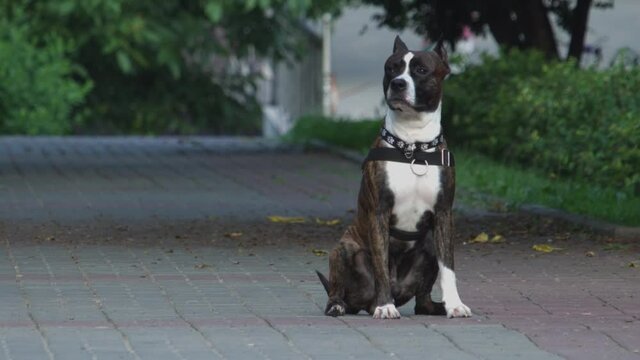 American staffordshire terrier boy close-up. Carries out the command to wait, sits in the city park