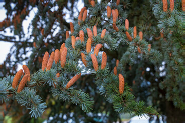 Naklejka na ściany i meble Red brown pine cones on branch, close-up